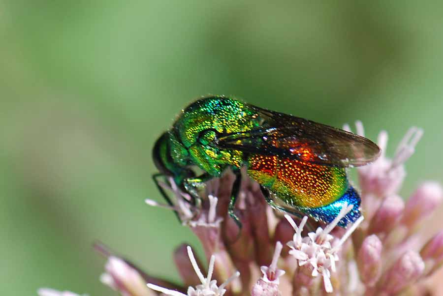 Spendido Chrysididae da ID: Stilbum cyanurum